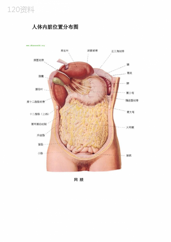 人体内脏器官分布图 (1)