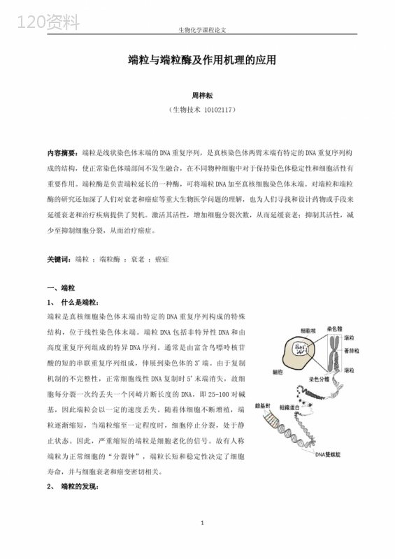 端粒与端粒酶及作用机理的应用