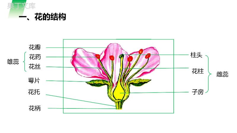 《开花和结果》人教版七年级初一生物上册PPT课件.pptx