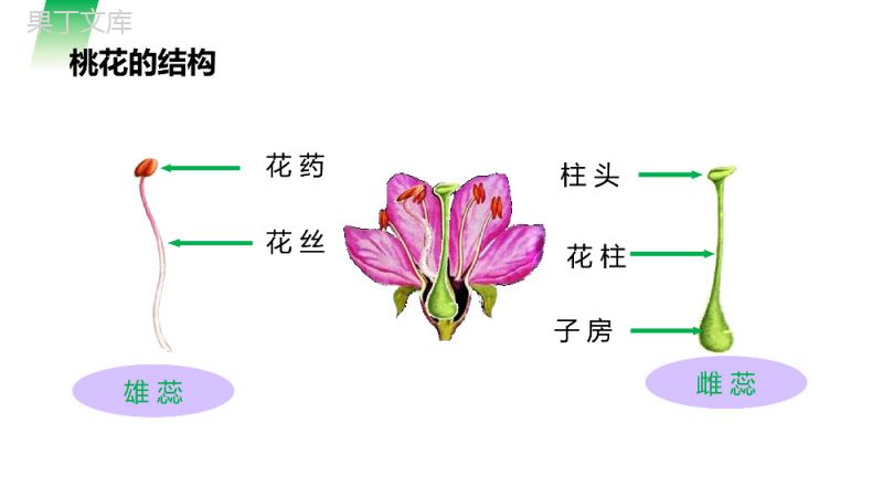 《开花和结果》人教版七年级初一生物上册PPT课件.pptx