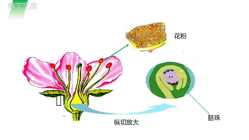 《开花和结果》人教版七年级初一生物上册PPT课件.pptx