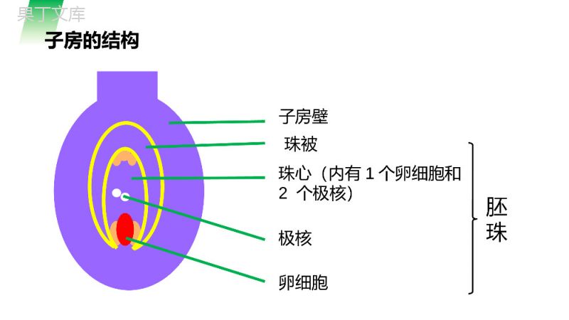 《开花和结果》人教版七年级初一生物上册PPT课件.pptx