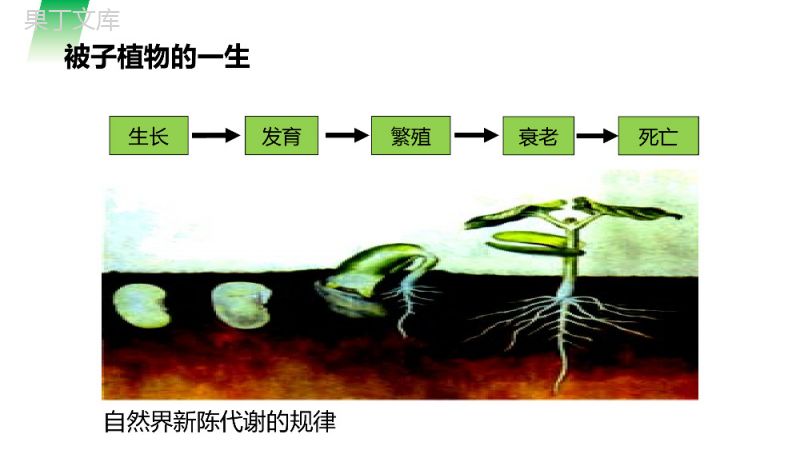 《种子的萌发》人教版七年级初一生物上册PPT课件.pptx