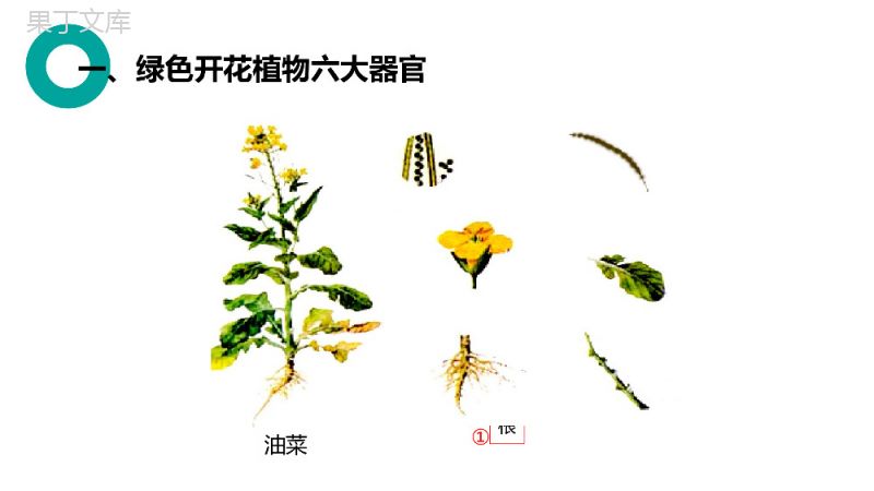 《植物体的结构层次》人教版七年级初一生物上册PPT课件.pptx