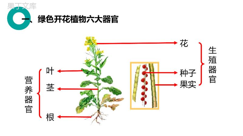 《植物体的结构层次》人教版七年级初一生物上册PPT课件.pptx