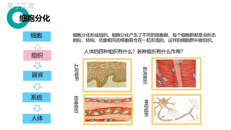 《动物体的结构层次》人教版七年级初一生物上册PPT课件.pptx