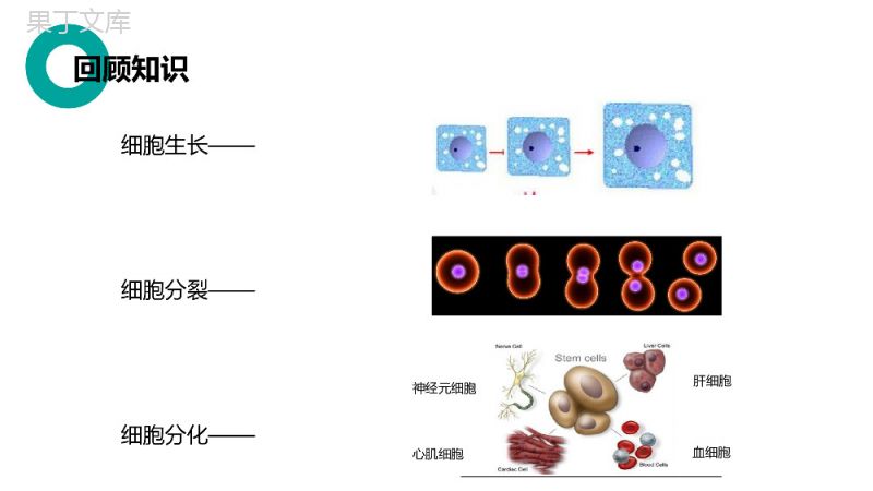 《动物体的结构层次》人教版七年级初一生物上册PPT课件.pptx