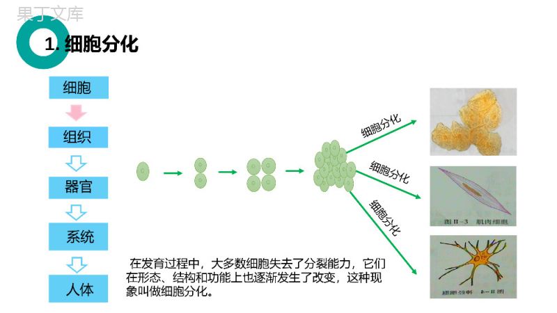 《动物体的结构层次》人教版七年级初一生物上册PPT课件.pptx