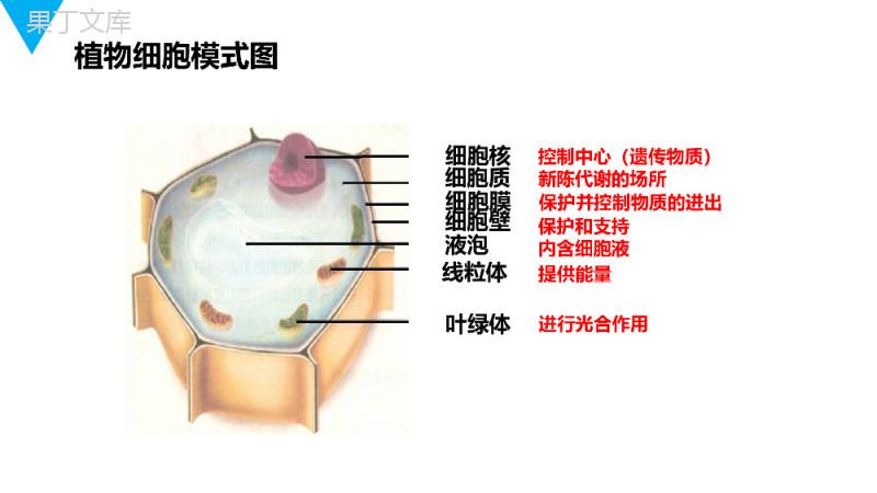 《动物细胞》人教版七年级初一生物上册PPT课件.pptx