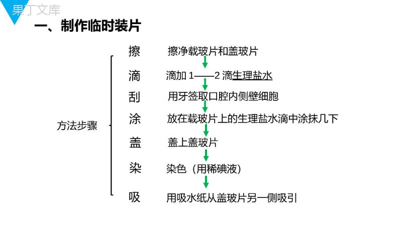 《动物细胞》人教版七年级初一生物上册PPT课件.pptx