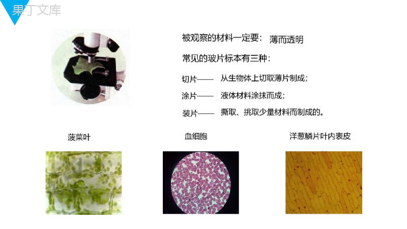 《植物细胞》人教版七年级初一生物上册PPT课件.pptx