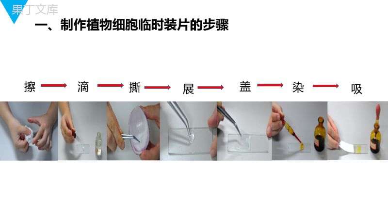 《植物细胞》人教版七年级初一生物上册PPT课件.pptx