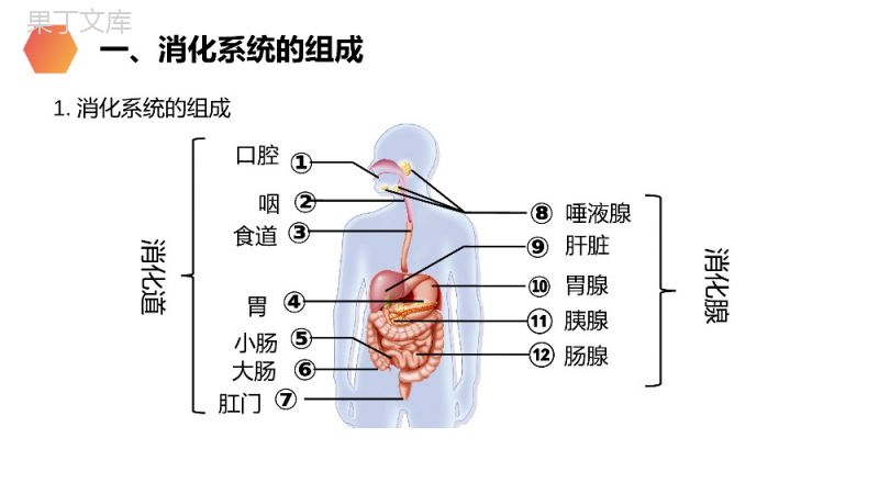 《消化和吸收》人教版生物七年级初一下册PPT课件.pptx