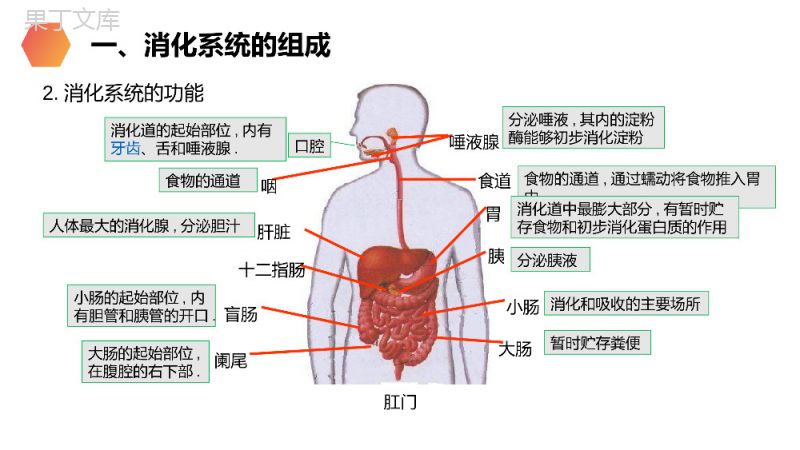 《消化和吸收》人教版生物七年级初一下册PPT课件.pptx