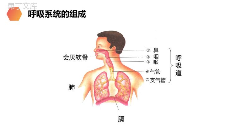 《呼吸道对空气的处理》人教版生物七年级初一下册PPT课件.pptx