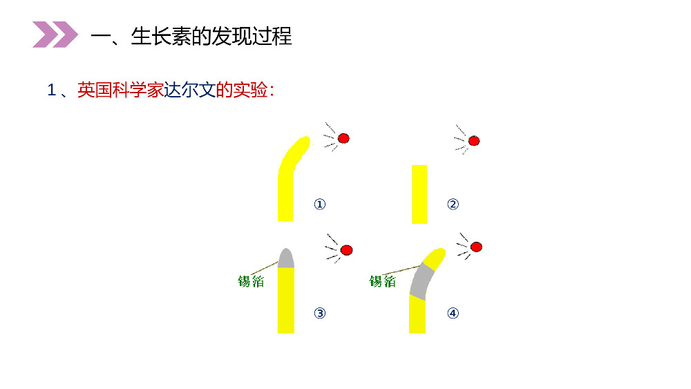 《植物生长激素的发现》人教版高二生物必修三PPT课件.pptx