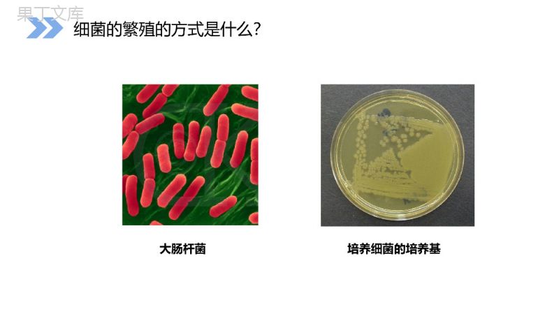 《种群数量的变化》人教版高二生物必修三PPT课件.pptx