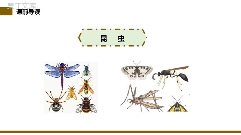 《昆虫备忘录》小学三年级语文下册第一单元精品PPT课件.pptx