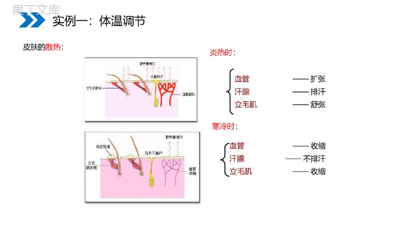 《神经调节与体液调节的关系》人教版高二生物必修三PPT课件.pptx