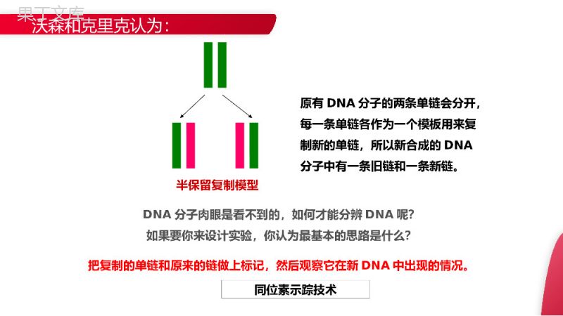 《DNA的复制》高一下册生物必修二PPT课件（第3.3课时）.pptx