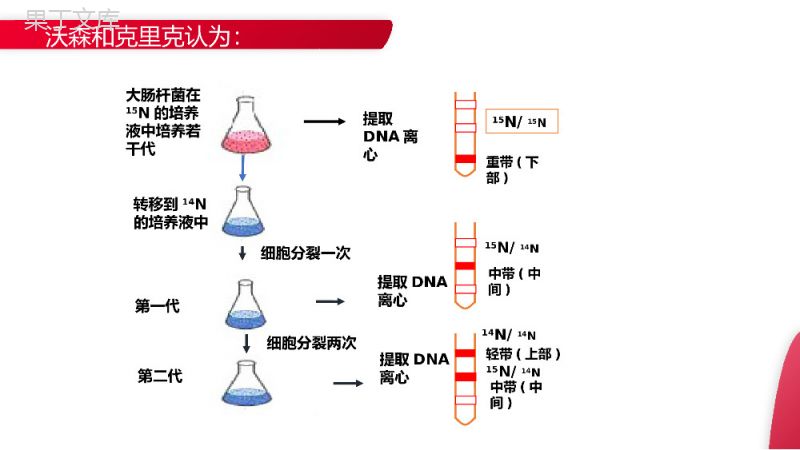 《DNA的复制》高一下册生物必修二PPT课件（第3.3课时）.pptx