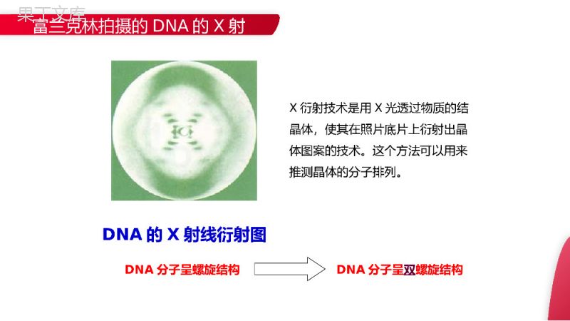 《DNA分子的结构》高一下册生物必修二PPT课件（第3.2课时）.pptx