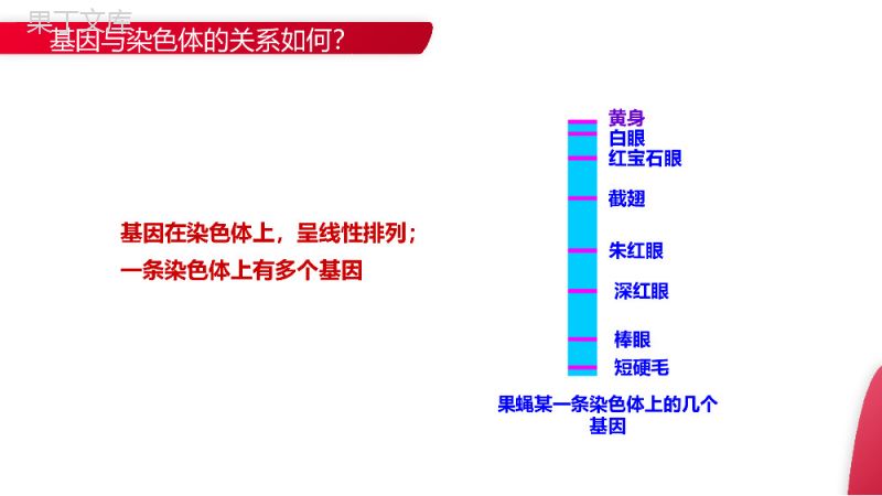 《基因是有遗传效应的DNA片段》高一下册生物必修二PPT课件（第3.4课时）.pptx