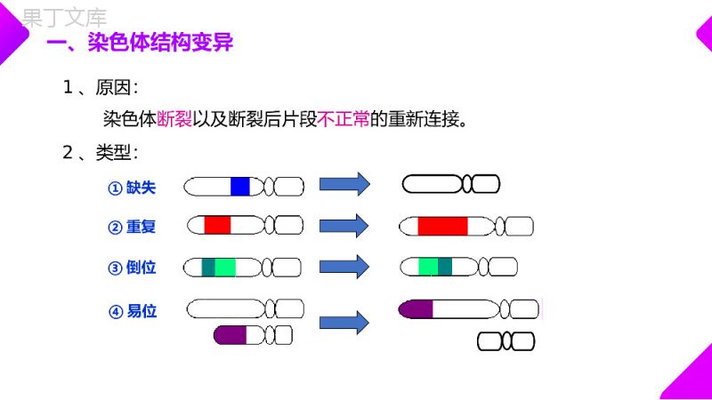 《染色体变异》高一下册生物必修二PPT课件（第5.2课时）.pptx