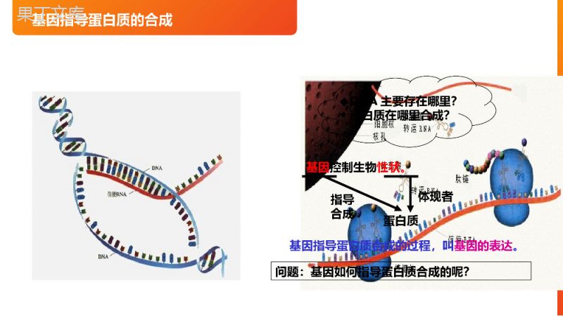 《基因指导蛋白质的合成》高一下册生物必修二PPT课件（第4.1课时）.pptx