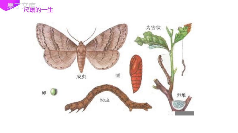 《种群基因频率的改变与生物进化》高一下册生物必修二PPT课件（第7.2.1课时）.pptx