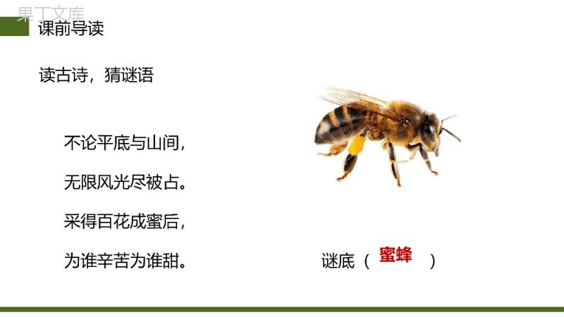 《蜜蜂》小学三年级语文下册第四单元精品PPT课件.pptx