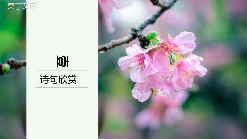 粉色优美文艺风格唐诗解析之《大林寺桃花》PPT课件.pptx