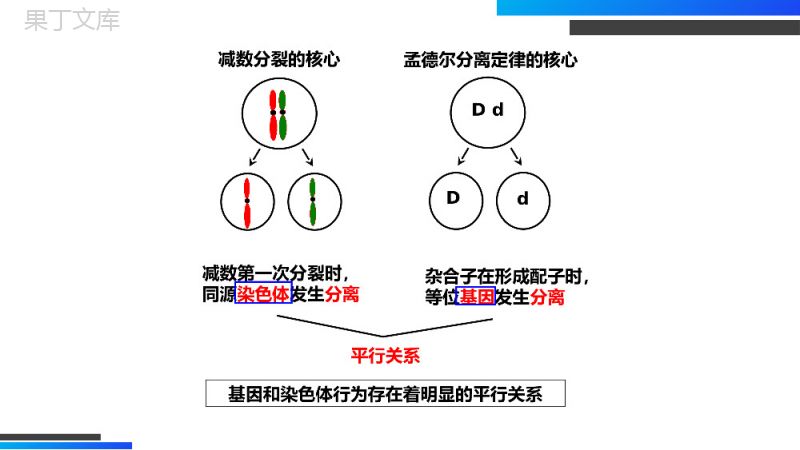 《基因在染色体上》高一下册生物必修二PPT课件（第2.2课时）.pptx