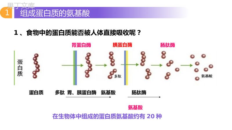 《生命活动的主要承担者（蛋白质）》人教版必修高一生物PPT课件.pptx