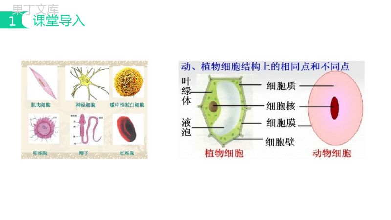 《细胞的多样性与统一性》人教版必修高一生物PPT课件.pptx