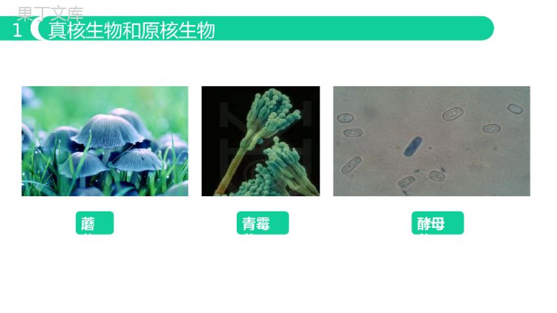 《细胞的多样性与统一性》人教版必修高一生物PPT课件.pptx