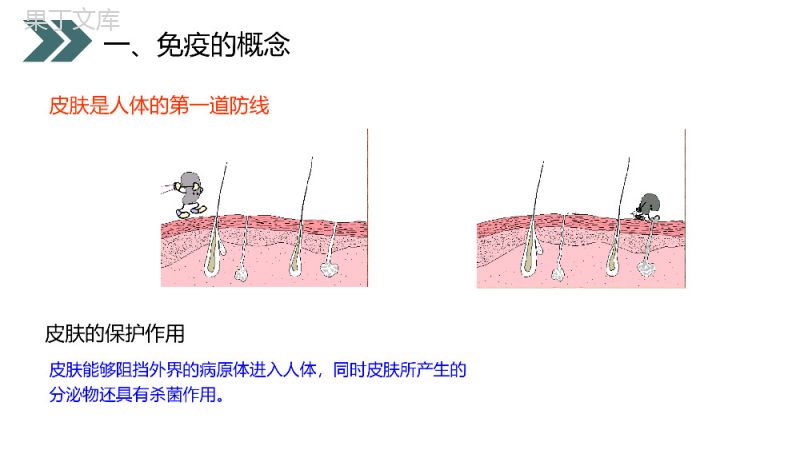 《免疫与计划免疫》人教版初中生物八年级初二下册PPT课件.pptx