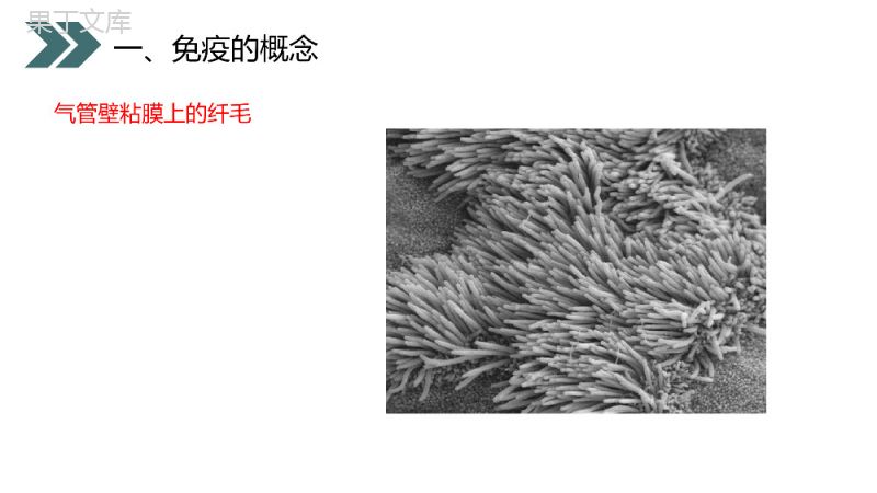 《免疫与计划免疫》人教版初中生物八年级初二下册PPT课件.pptx