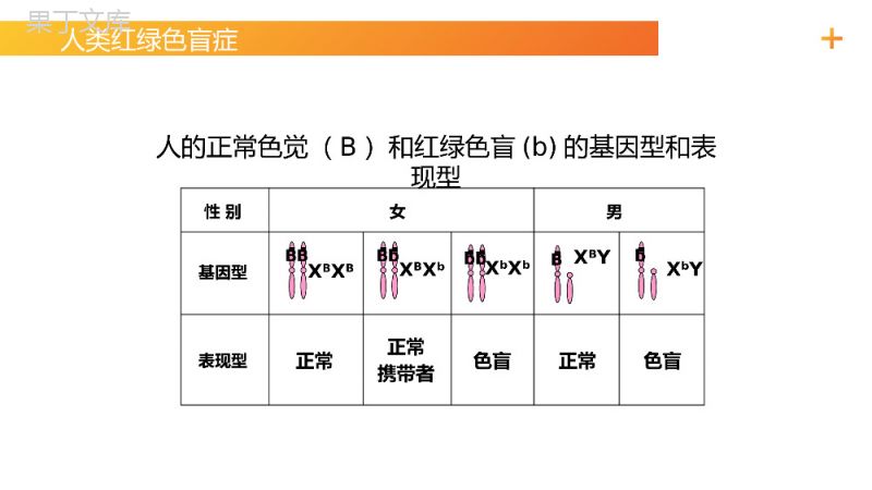 《伴性遗传（1）》高一下册生物必修二PPT课件（第2.3.1课时）.pptx