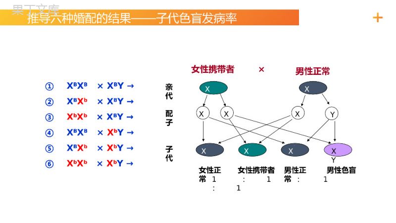 《伴性遗传（1）》高一下册生物必修二PPT课件（第2.3.1课时）.pptx