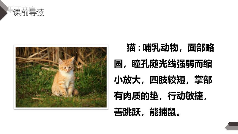 《猫》人教版四年级语文下册精品PPT课件.pptx