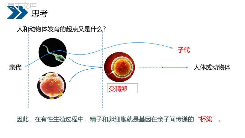 《生物的遗传和变异（基因在亲子代间的传递）》人教版初中生物八年级初二下册PPT课件.pptx