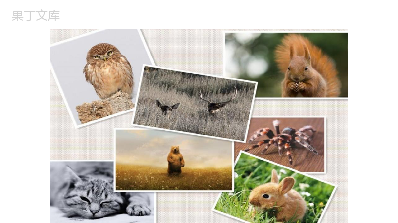 简洁动态世界动物保护日爱护环境PPT模板.pptx