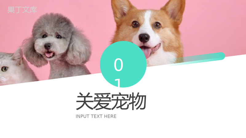 宠物收养公益活动策划方案步骤PPT模板.pptx