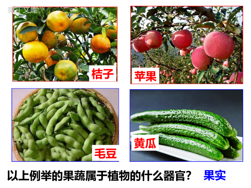 浙教版科学七年级上册第二章第5节常见的植物(第一课时)