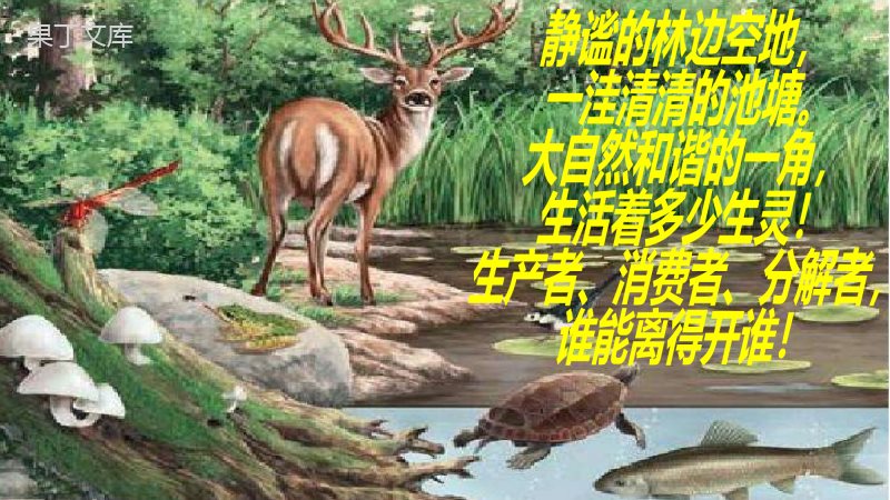 腔肠动物和扁形动物(课件精讲)-2022-2023学年八年级生物上册同步课件精讲(人教版)