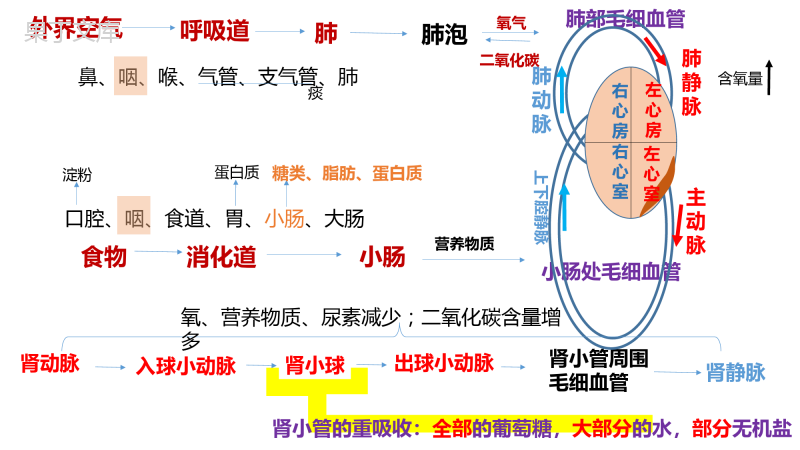 鲁教版七年级上册人体系统汇总思维导图