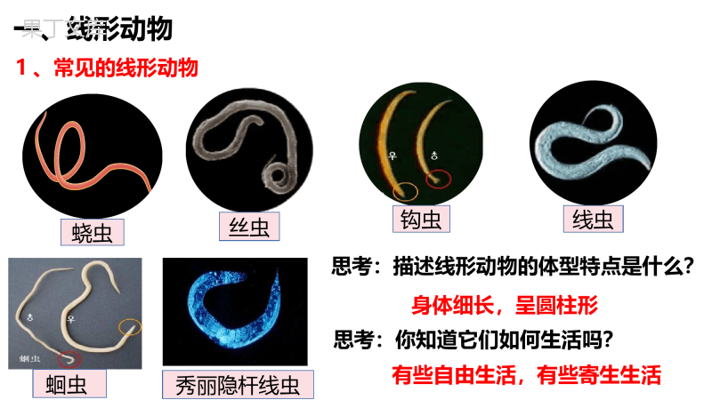 1.1.2--线形动物和环节动物