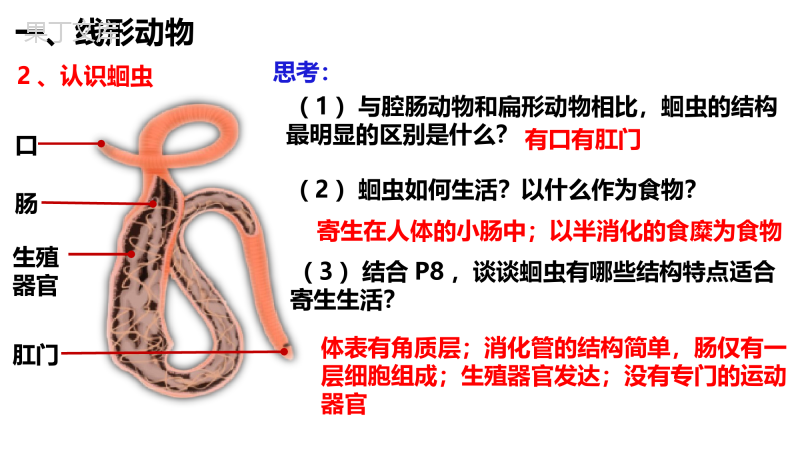 1.1.2--线形动物和环节动物