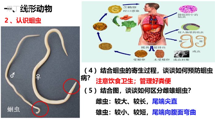 1.1.2--线形动物和环节动物